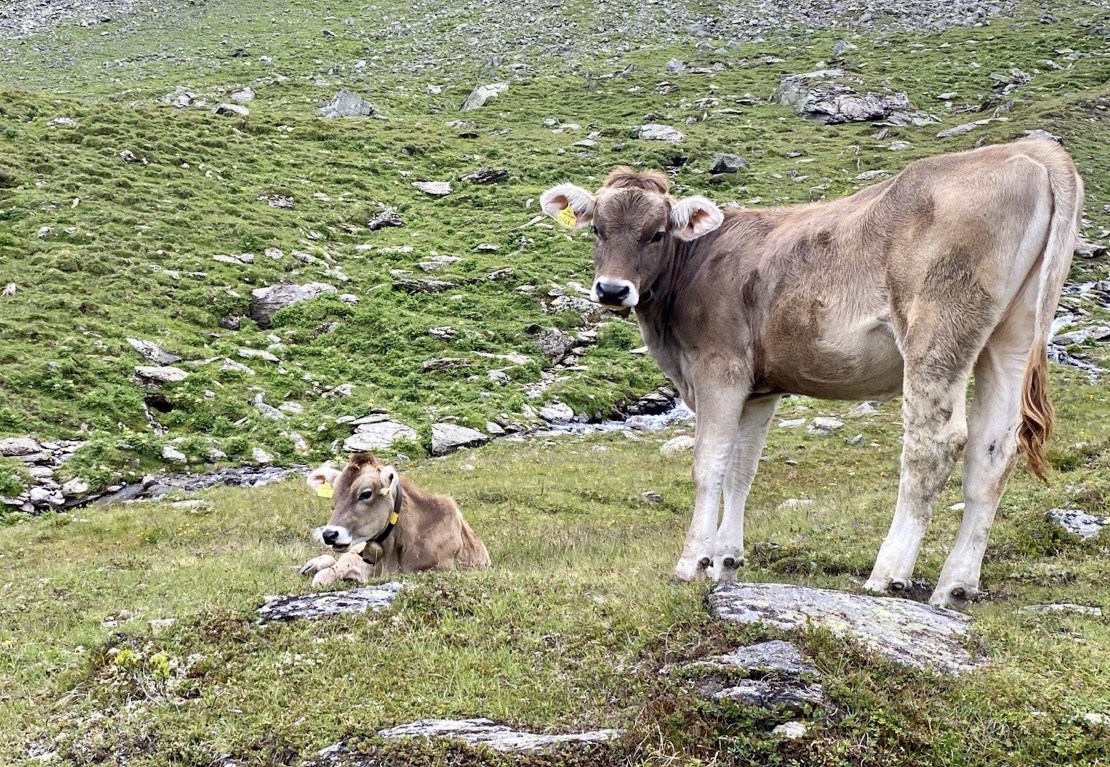 Geschichte der Familie Sojer